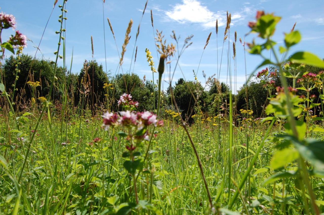 South Downs Eco Lodge & Camping East Meon Eksteriør bilde